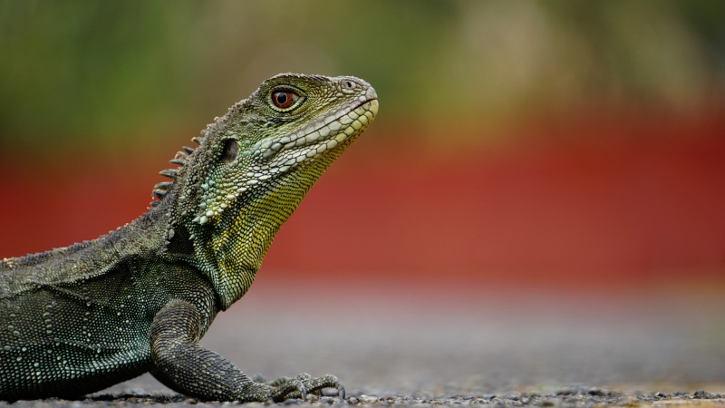 Reptiles as Pets: What You Should Know