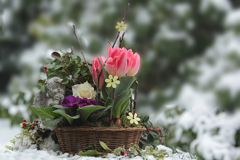 How To Keep Your Potted Plants Safe During Winter