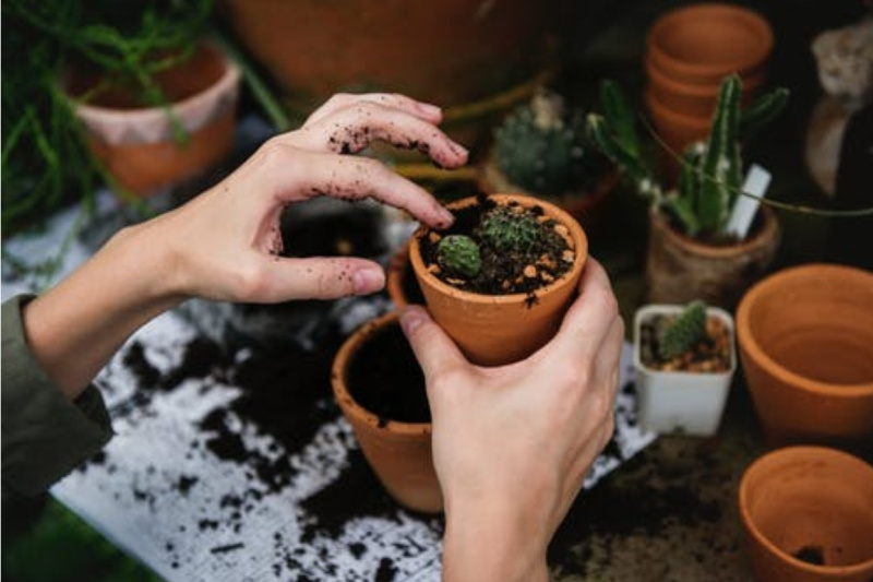 Planting Trees or a Garden as a Family