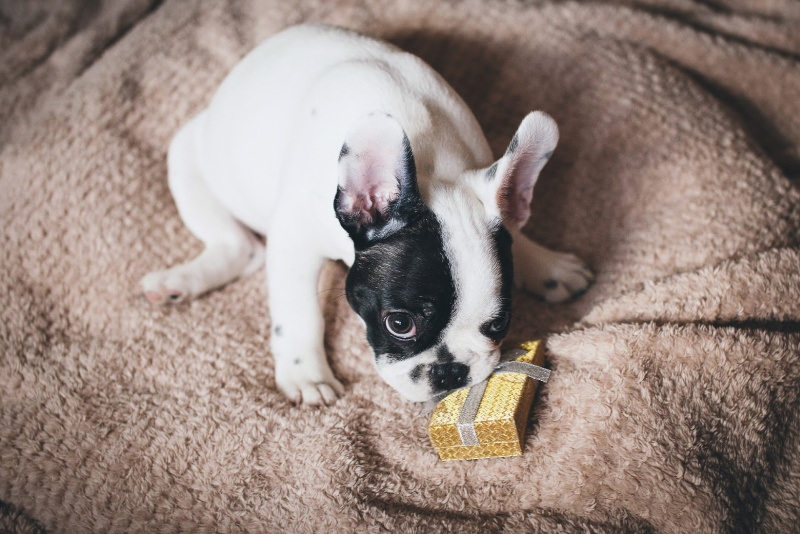 Gifts for the Dog Lover in Your Life