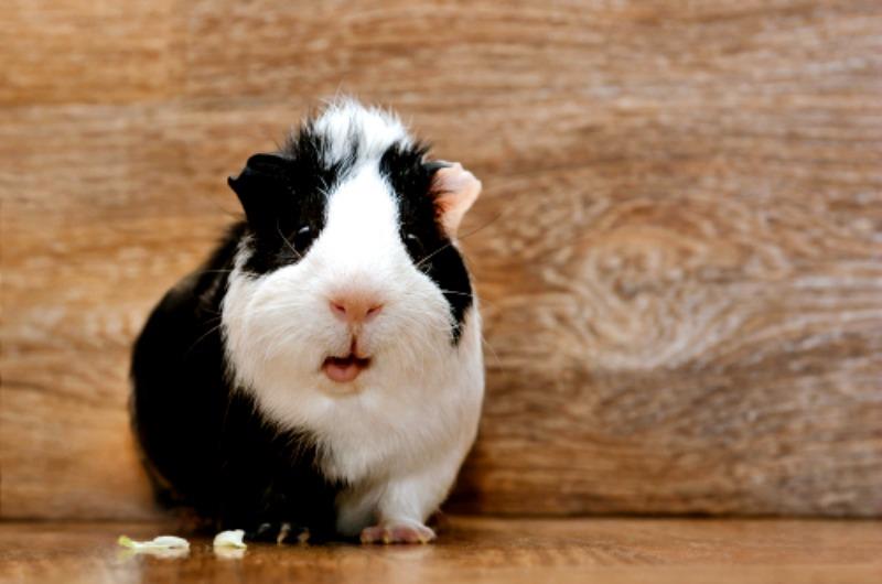 are guinea pigs good house dogs