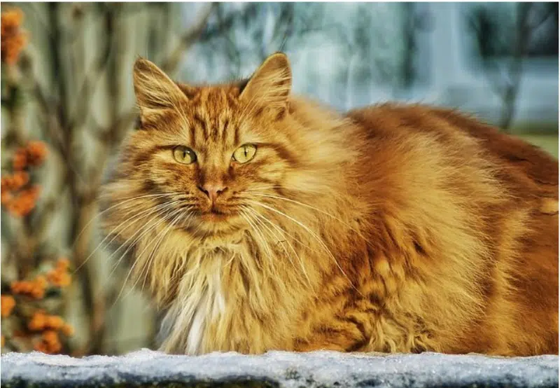 Things That Make a Cat Happy, And Signs To Watch Out For If They Are