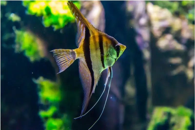 5 Things To Avoid When Setting Up a Saltwater Aquarium