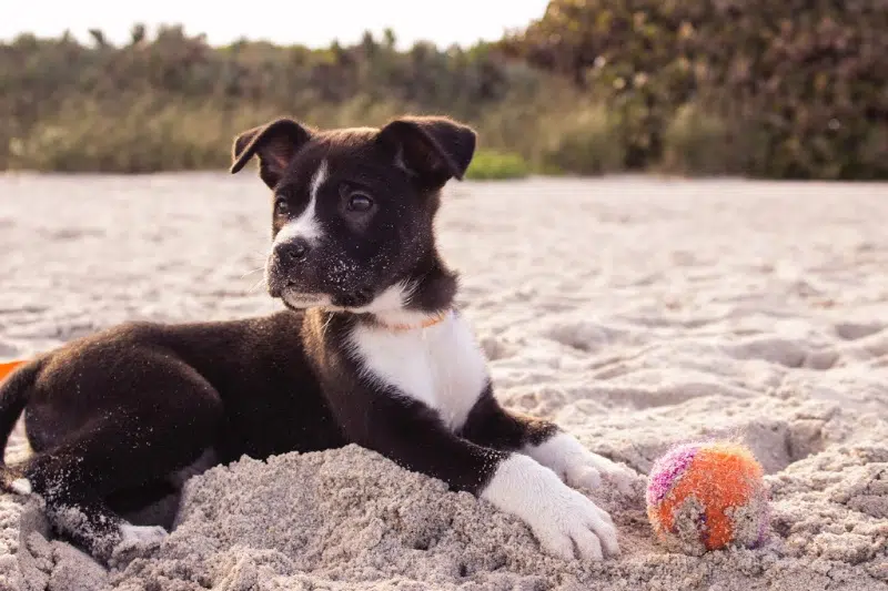 How To Create A Good Relationship Between Kids and Dogs