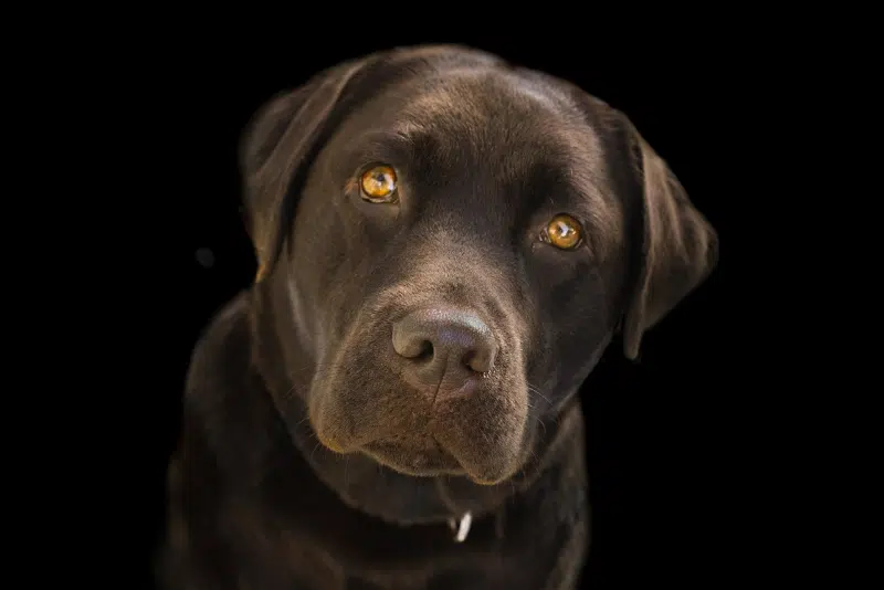 large dog