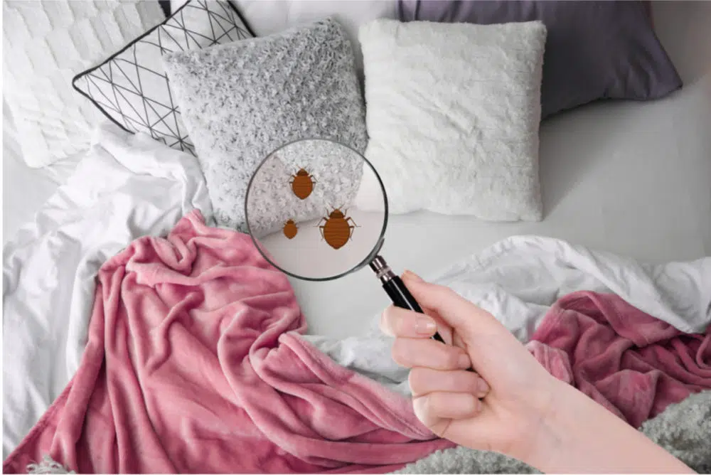 A Parent's Guide to Pest Prevention