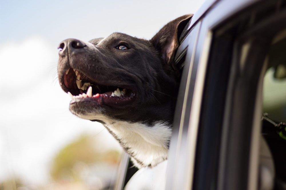 Best Dog Car Seat Guide: Travel Safely With You Pet