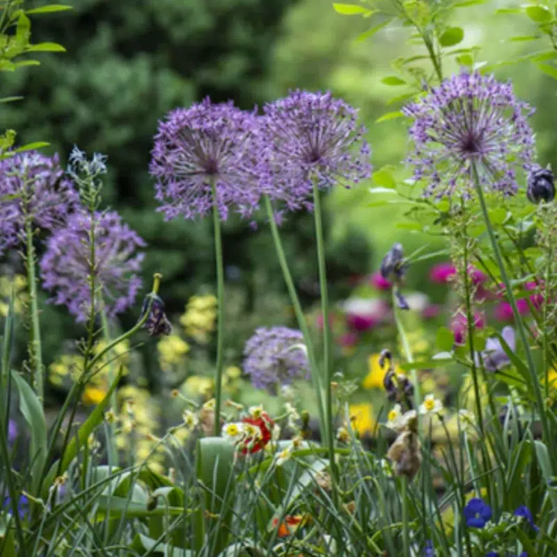 The Best Flowering Bulbs for Your Front Lawn