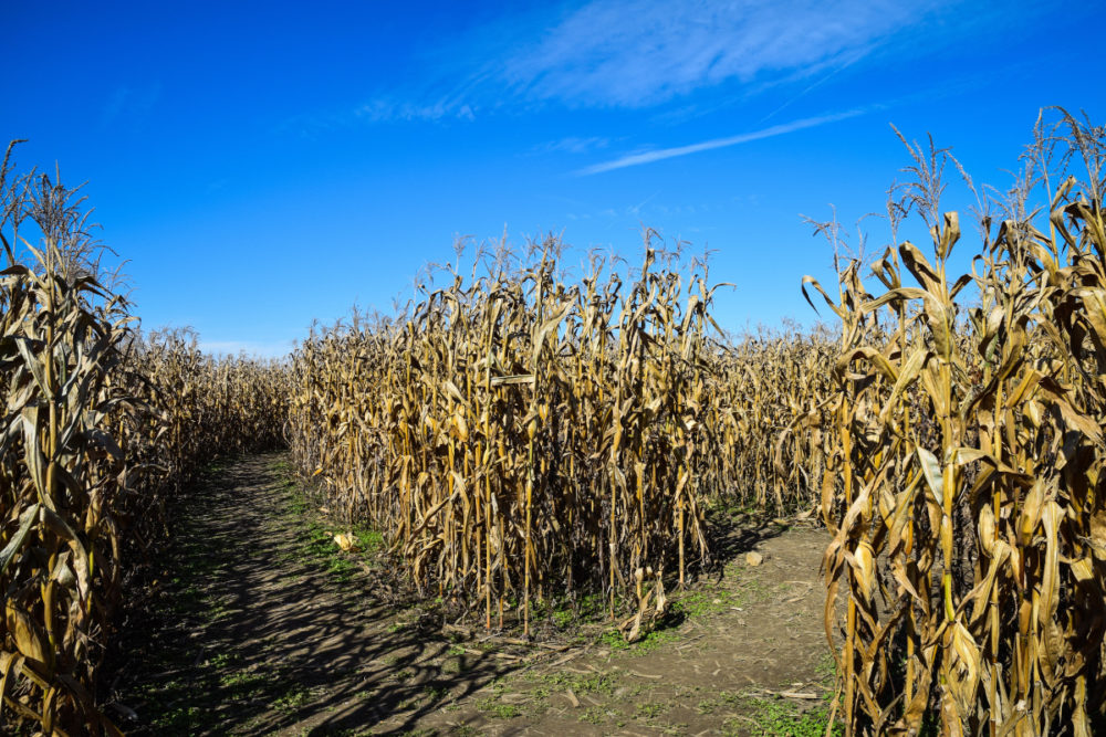 4 Steps to Creating an Awesome Corn Maze!