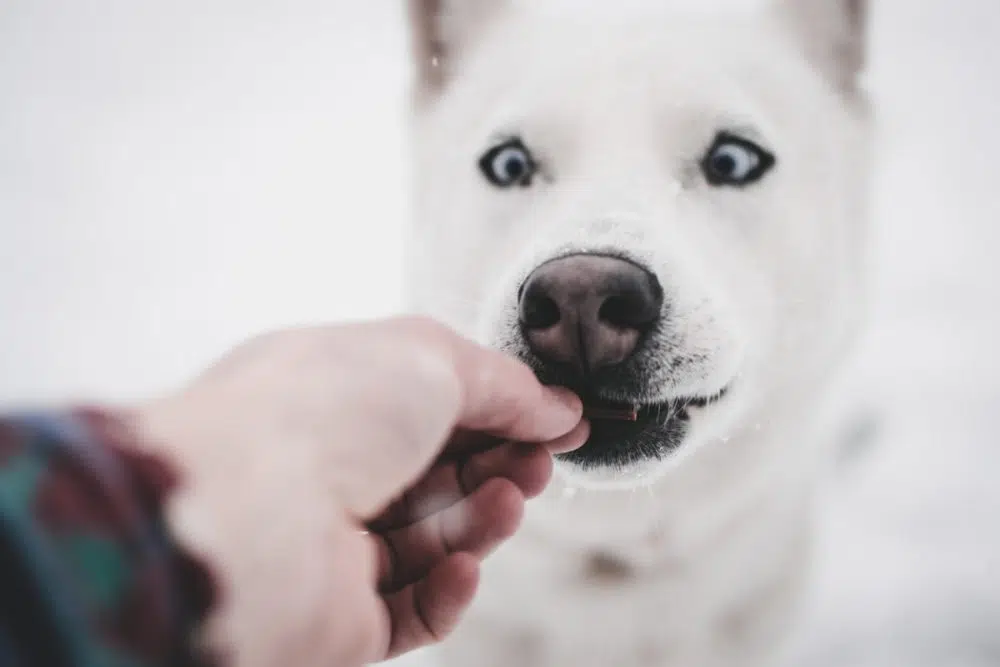 A Chew Story: How to Find the Perfect Treat for Your Dog
