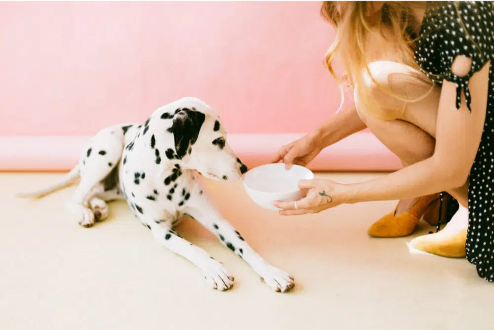 DCM In Dogs: Is Feeding A Dog Food Free Of Peas And Potatoes Best