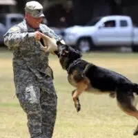 dog jumping