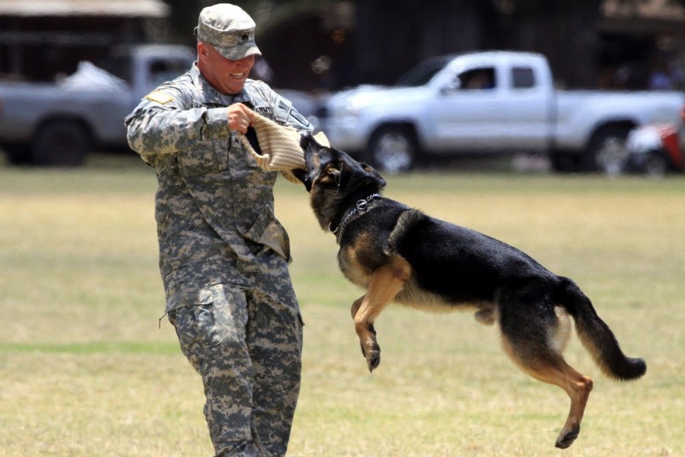 dog jumping