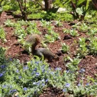 squirrel in grass