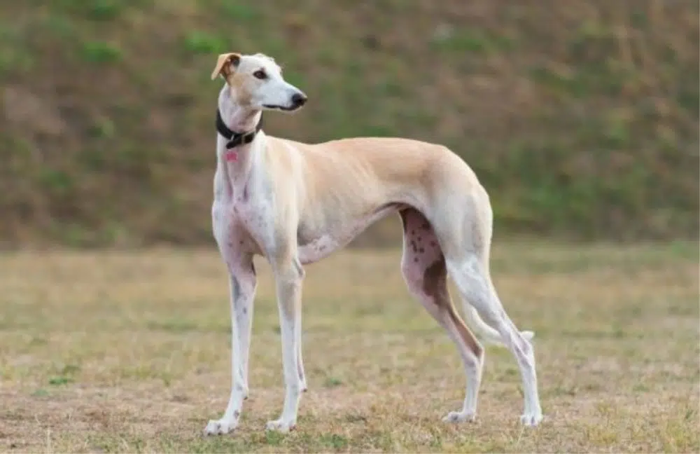 Greyhound