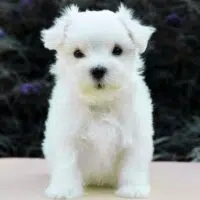 Maltese puppy