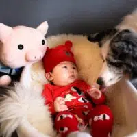 baby in bassinet with a big plush toy and a black and white dogs smelling the baby