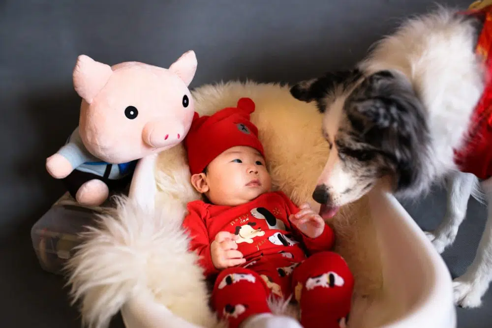 baby in bassinet with a big plush toy and a black and white dogs smelling the baby