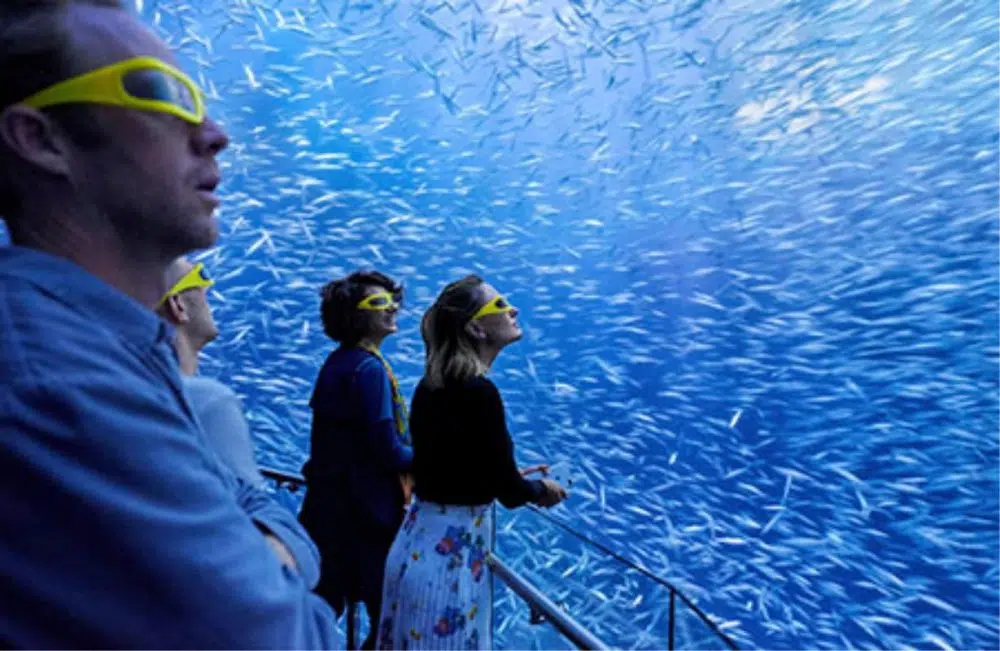 Let The Kids Dive Into A Sea Of Presents This Upcoming Holiday Season