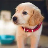 dog with red colar