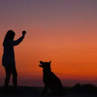 The Benefits Of Talking To An Online Veterinarian To Get Instant Advice For Your Pet