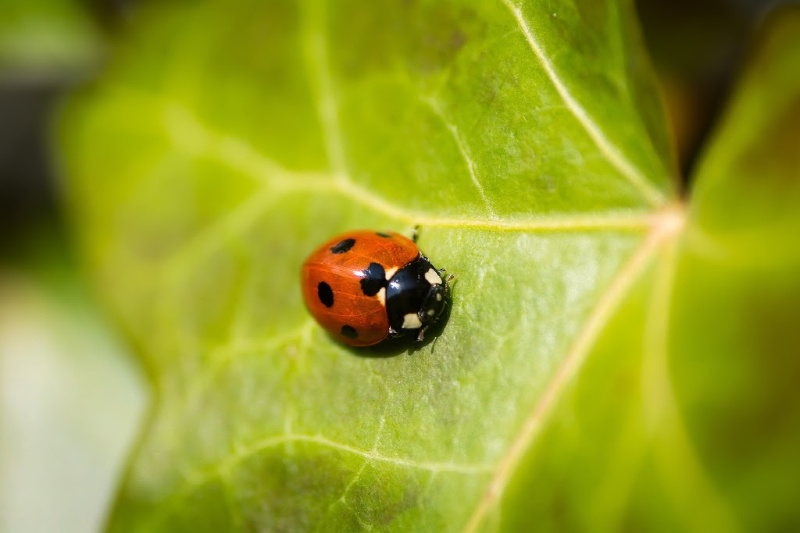 lady bug