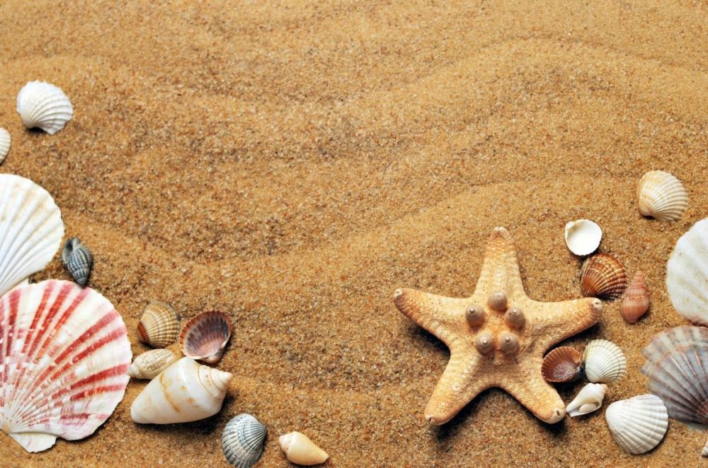 Where Do Seashells Come From?