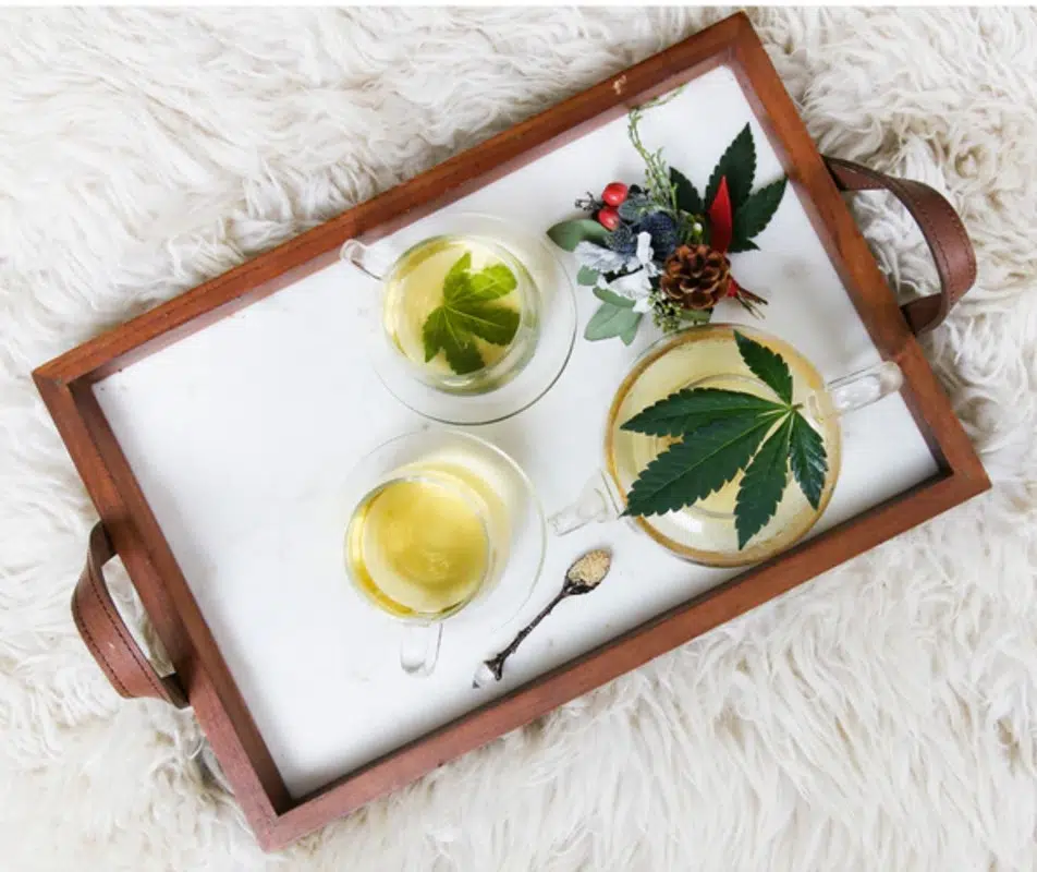 Indica Vs Sativa: Everything You Need To Know To Choose The Right Strain