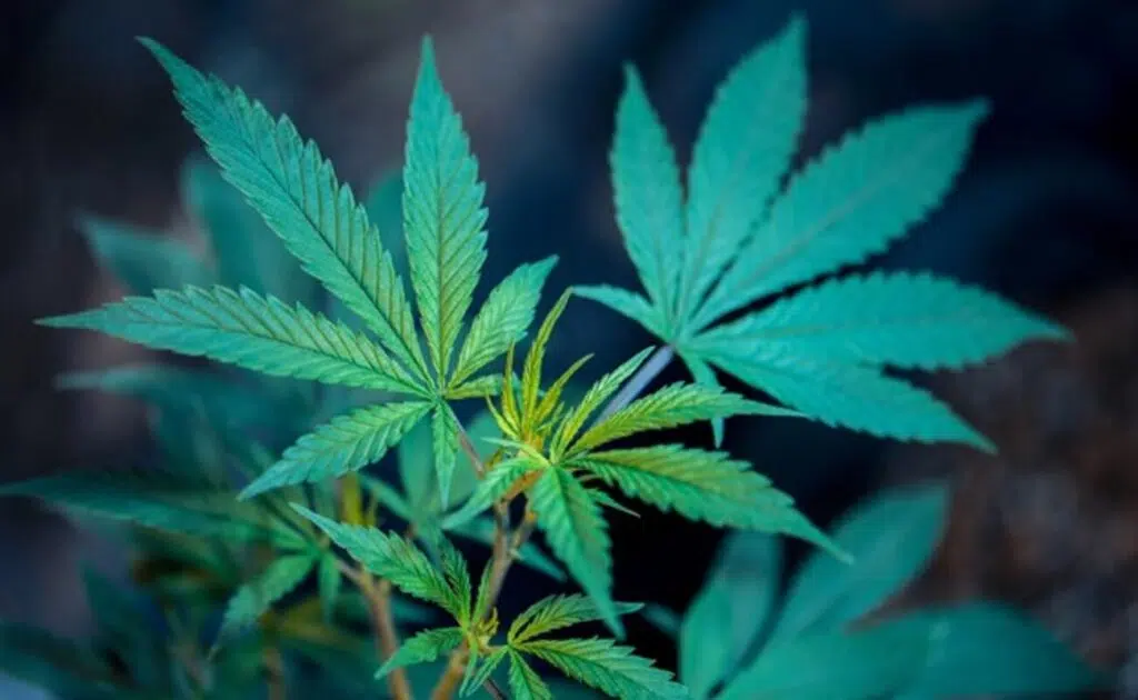 Indica Vs Sativa: Everything You Need To Know To Choose The Right Strain
