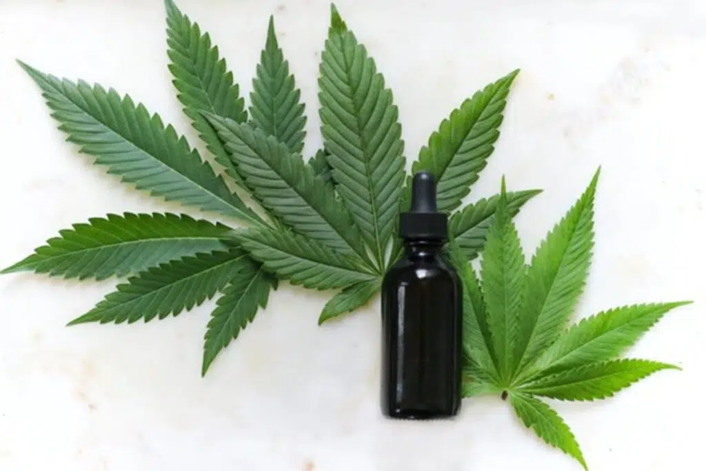 Indica Vs Sativa: Everything You Need To Know To Choose The Right Strain