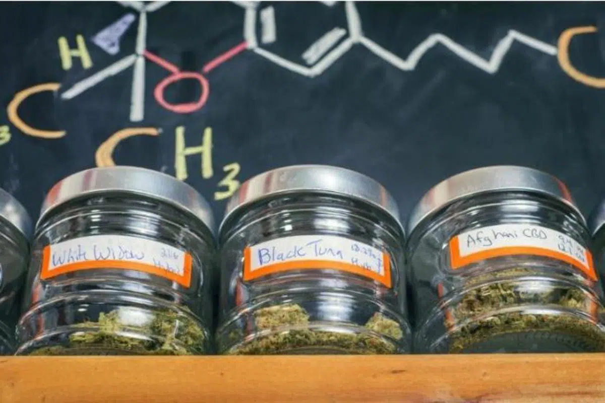Questions To Ask Your Budtender On Your First Dispensary Trip