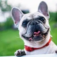 Can You Guess The Top Dog Breeds From These Seven Countries