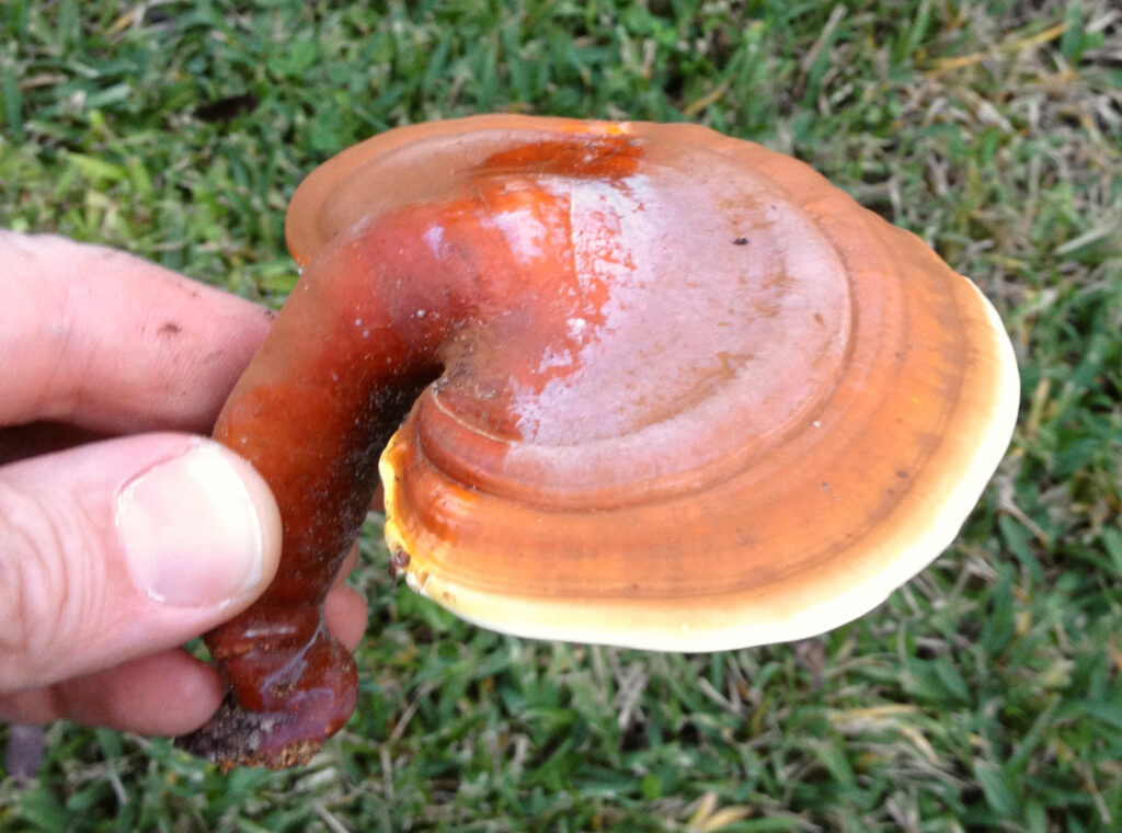 Why Reishi Mushroom Is Called The Elixir Of Immortality