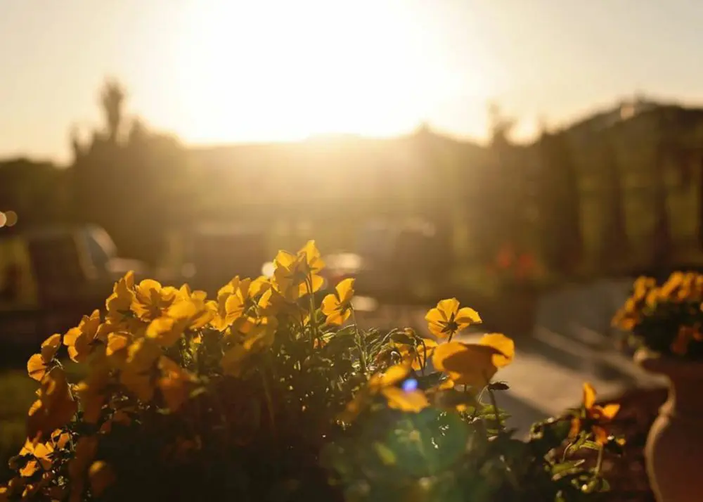 Keep Your Yard On Point With Through A Trustworthy Landscaping Company