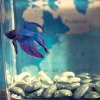 Taking Care of Your Pet Fish the Proper Way