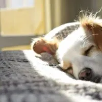 Here Are The Reasons Why Having A Pet Can Improve Your Wellbeing