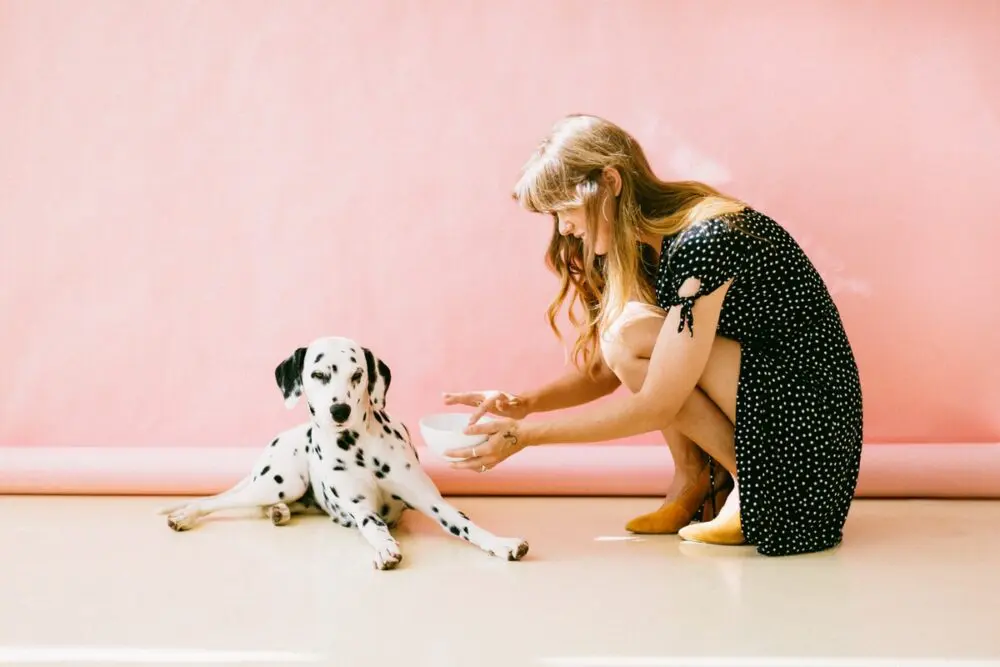 How To Introduce A Rescue Dog To Your Home