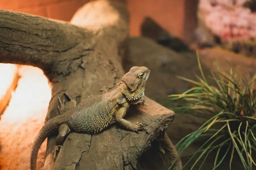 A Guide for Looking After Your New Bearded Dragon