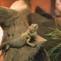 A Guide for Looking After Your New Bearded Dragon