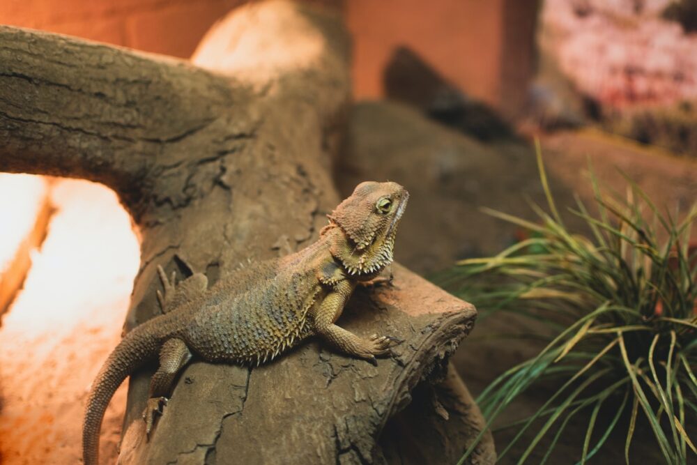A Guide for Looking After Your New Bearded Dragon