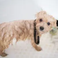 All You Need To Know About Pet Grooming