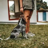 Tips For Dog-Proofing Your Family Home