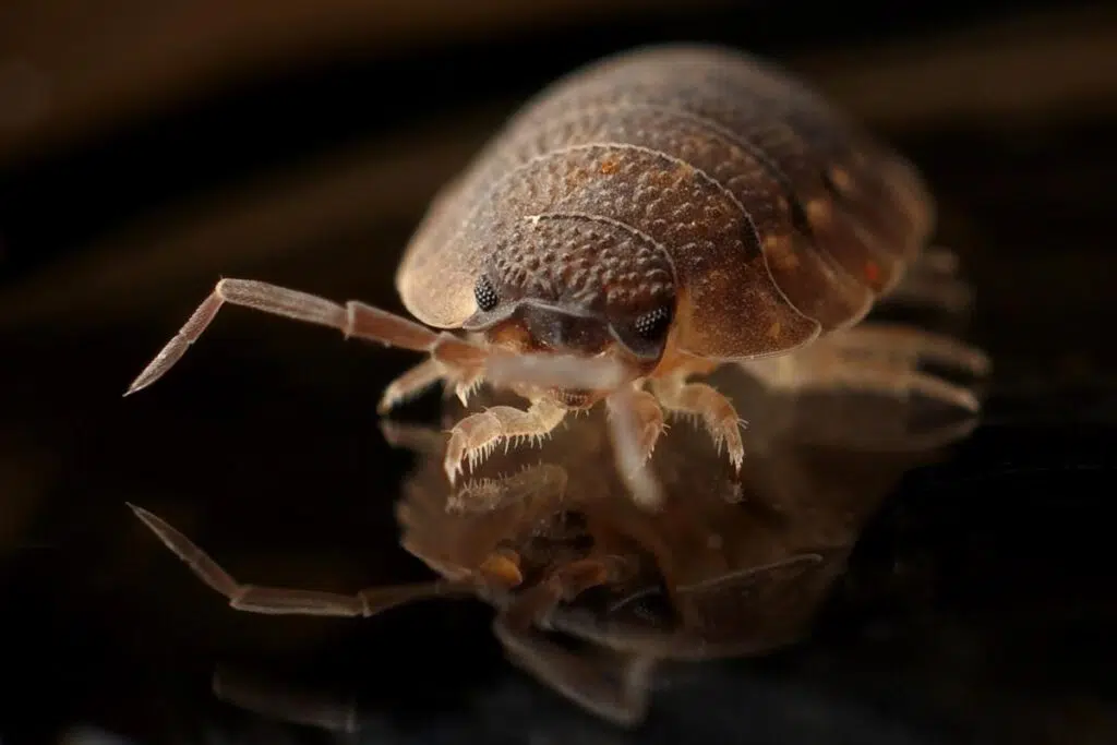 5 Warning Signs For Bed Bugs In Your House
