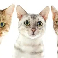 13 Things Your Cat Most Likely Hates