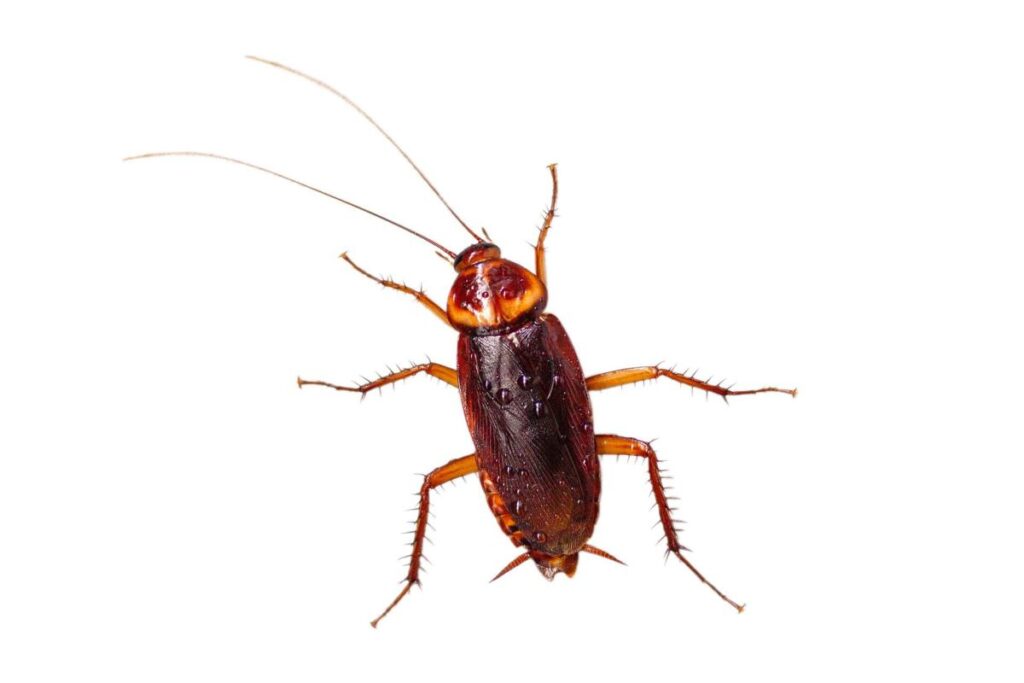 The 6 Most Widespread Pest Control Myths And Why They Are Untrue