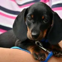 7 Dog Breeds That Adapt Well To Living In An Apartment