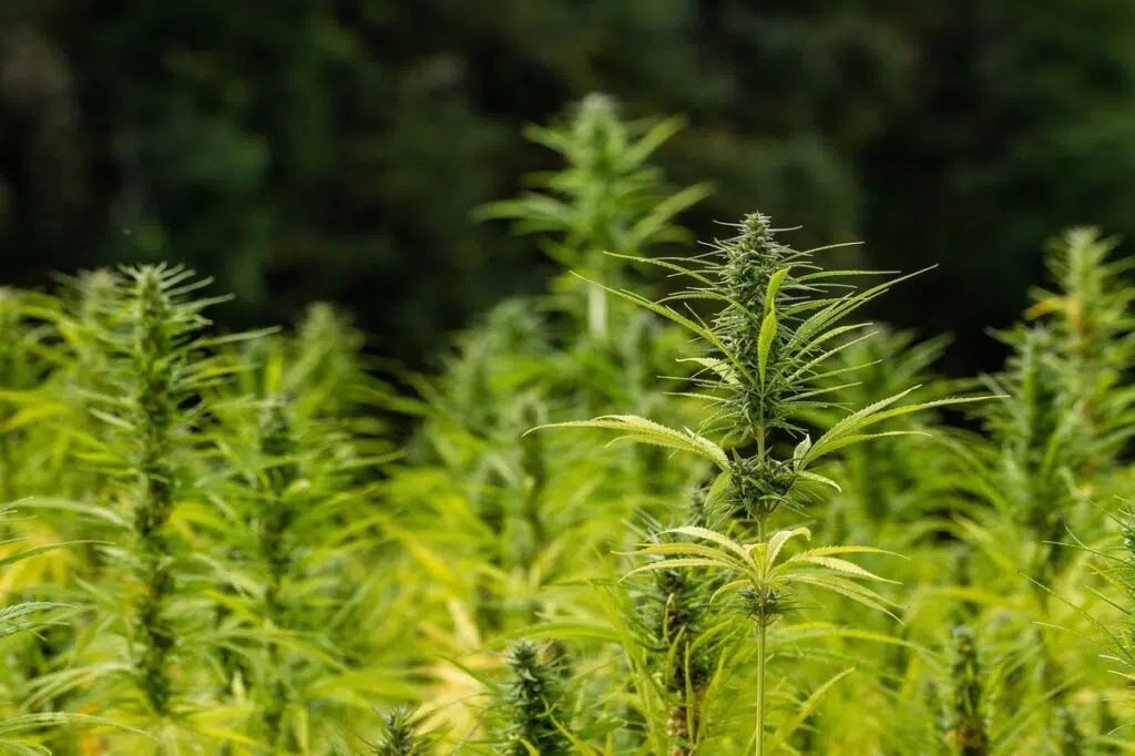 5 Calming Effects Of Wild Hemp Cigarettes