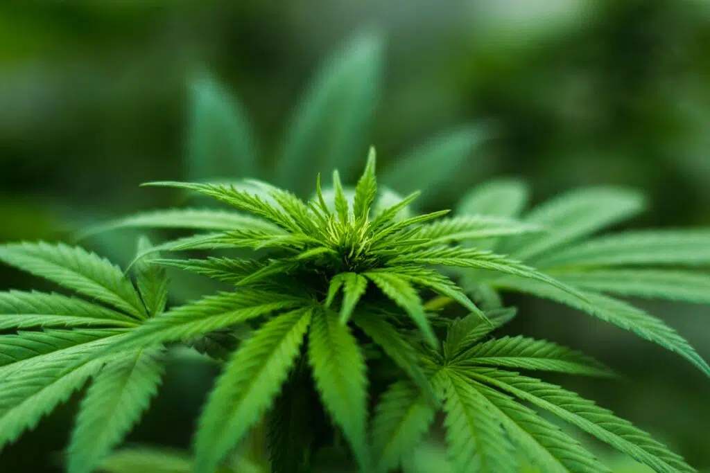 CBD For Dummies: A Beginner's Guide To Understanding And Taking CBD