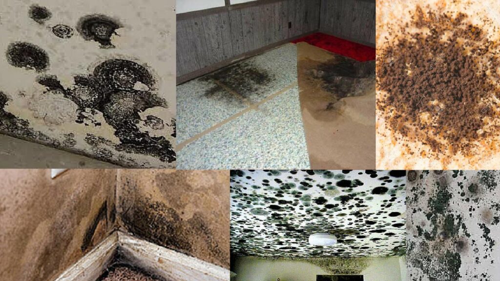 How To Prevent Mold And Mildew In Your Bathroom