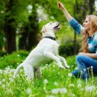 woman training a dog